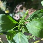 Ocimum carnosum Altul/Alta