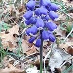 Muscari botryoidesЦветок