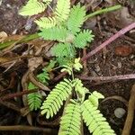 Vachellia farnesianaFeuille