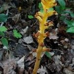 Orobanche flava Hábitos