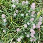 Trifolium arvense പുഷ്പം