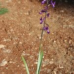 Anacamptis laxiflora Habit