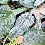 Verbascum boerhavii Feuille