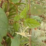 Jasminum preussii Hoja