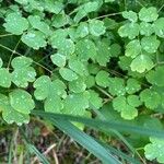 Thalictrum dioicum Hoja