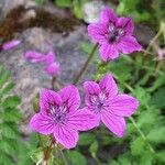 Erodium manescavi ফুল