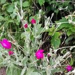 Lychnis coronaria Агульны выгляд