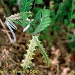 Astragalus pelecinus Sonstige