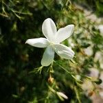 Jasminum officinale Квітка
