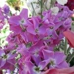 Matthiola incana Flor