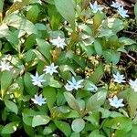 Lysimachia europaea Агульны выгляд