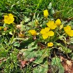 Oenothera biennisFlower