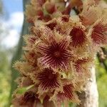 Acropogon jaffrei Floare