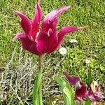 Tulipa didieri Квітка