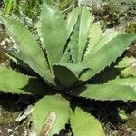 Agave salmiana Leaf