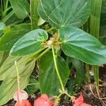 Begonia coccinea Лист