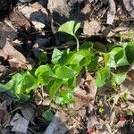 Viola striata Leaf