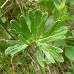 Geranium subcaulescens Blatt