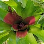 Neoregelia compacta Květ