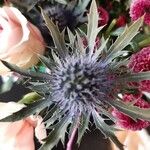 Eryngium planumBlüte