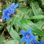 Aegonychon purpurocaeruleum Flor