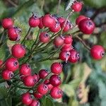 Rosa multiflora Fruit