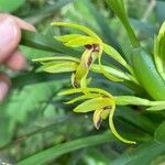 Maxillaria gomeziana Flower