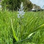 Camassia quamash Plante entière