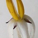 Solanum pancheri Kvet