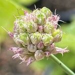 Allium oleraceum Fruit