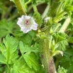 Malva neglectaFlor