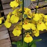 Oncidium spp. Staniste