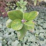 Ceanothus arboreus Folha