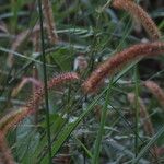 Setaria sphacelata Habitatea