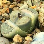 Lithops spp. 整株植物