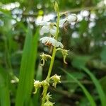 Pyrola rotundifolia Çiçek