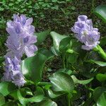 Pontederia crassipes Цвят
