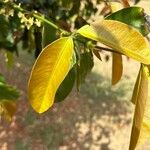 Garcinia intermedia Leaf