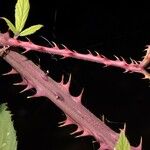 Rubus questieri その他の提案