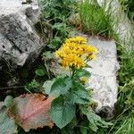 Jacobaea alpina Flower