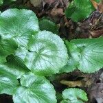 Galax urceolata Leaf