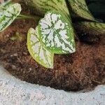 Caladium humboldtii Blad