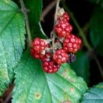 Rubus gratus Other