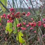 Euonymus europaeusFlower