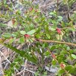 Vaccinium myrsinites برگ