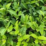 Camellia sinensis Leaf