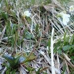 Pinguicula alpina Hábitos