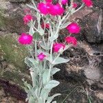 Lychnis coronaria叶