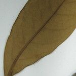 Aniba parviflora Лист