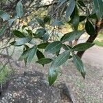 Lithraea molleoides Hoja